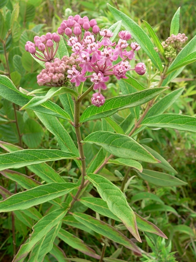 {Asclepias incarnata}